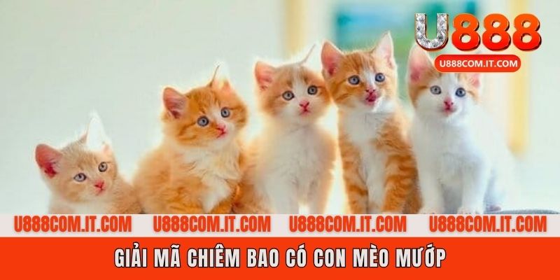 Chiêm bao thấy con mèo mướp