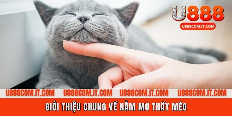 Nằm mơ thấy mèo - Giới thiệu chung về hiện tượng này