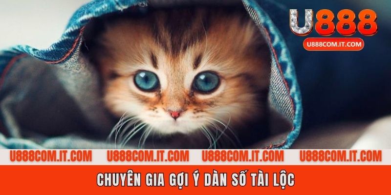 Tìm thấy nhiều nguồn năng lượng giải trí mèo mèo?