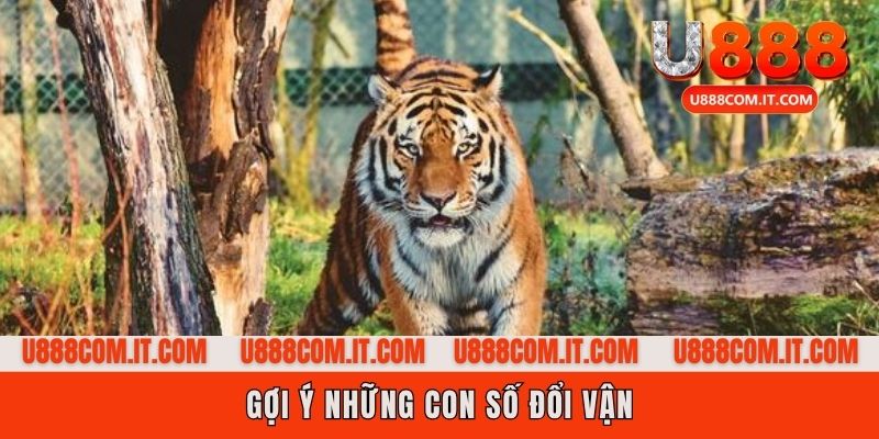 Khám phá con số cải vận khi nằm mơ thấy hổ