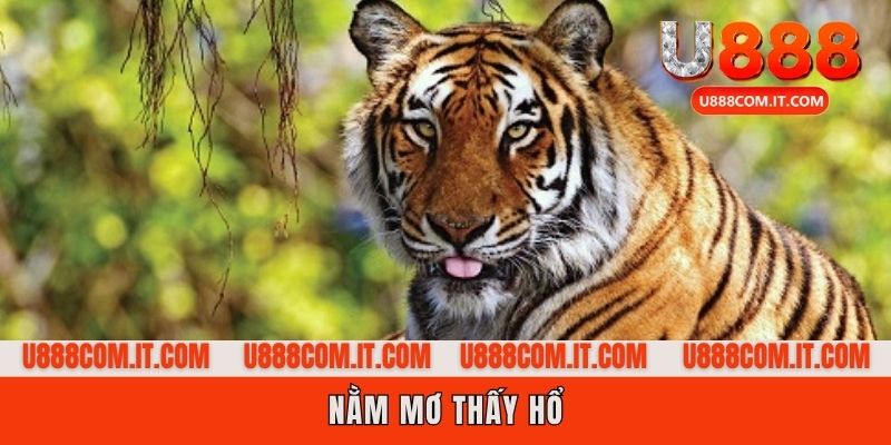 Nằm mơ thấy hổ